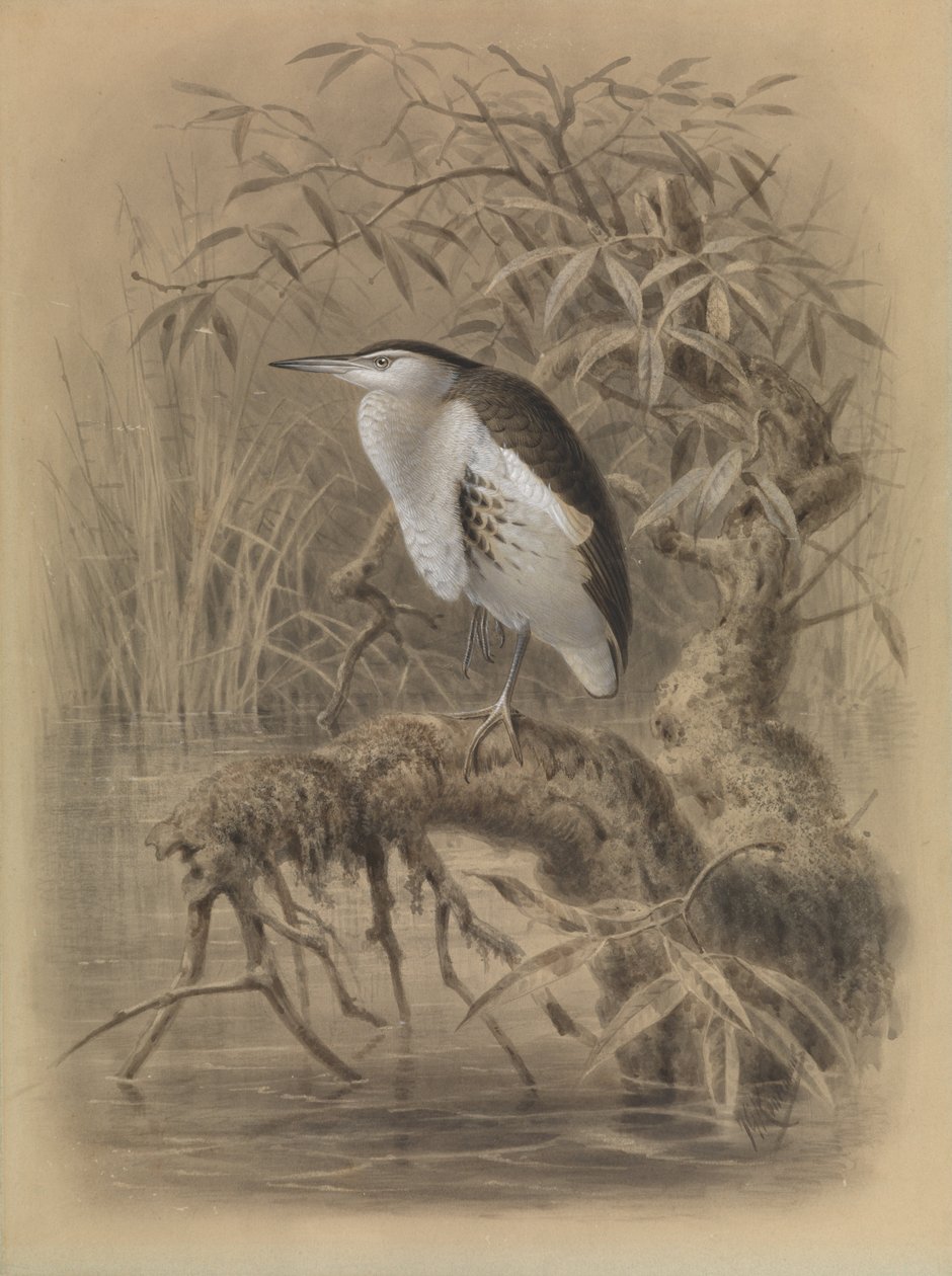Garça-pequena, Ixobrychus minutus de John Gerrard Keulemans