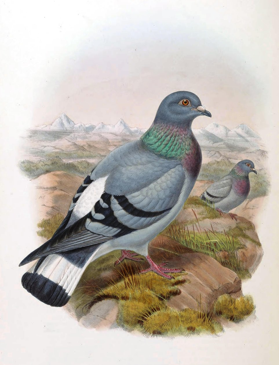 Pomba rochosa (Columba rupestris) de John Gould