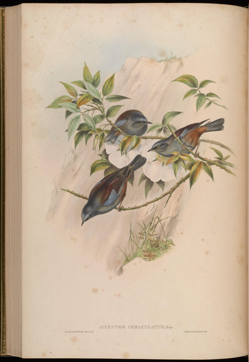 Accentor limpo inoxidável = AUTO de John Gould
