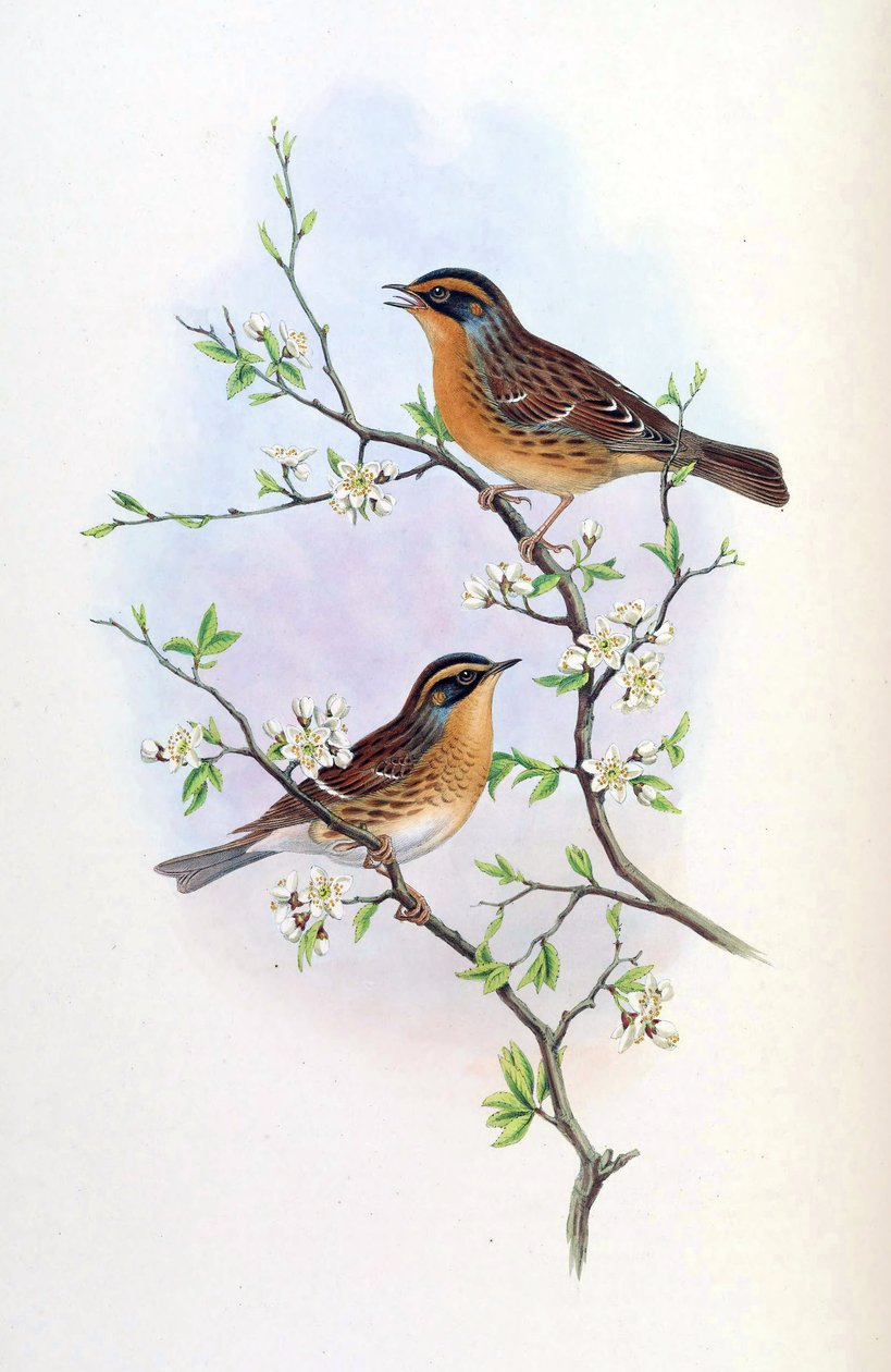 Accentor montanellus = Prunella montanella de John Gould