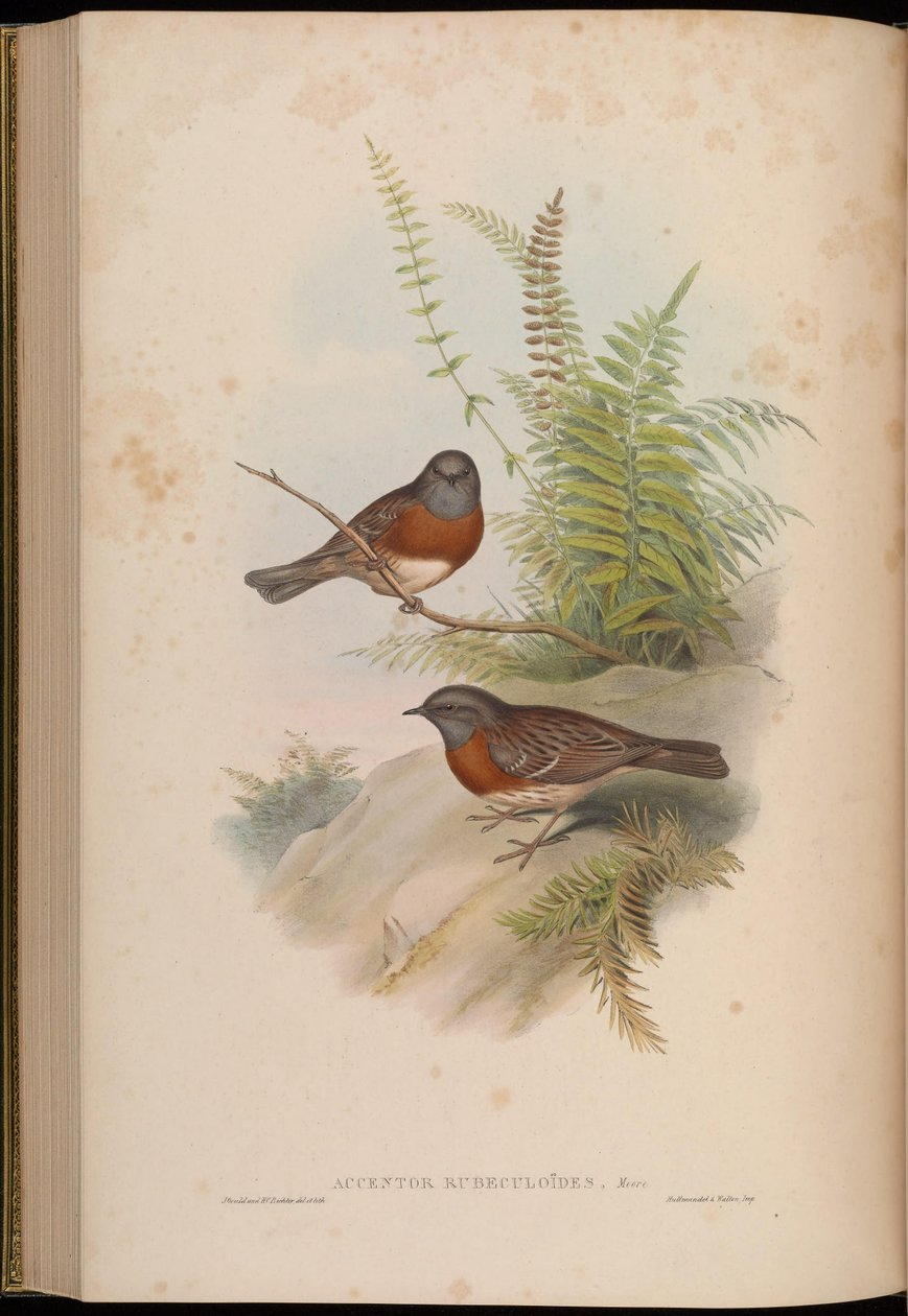 Rubeculoides Accentor = Prunella rubeculoides de John Gould
