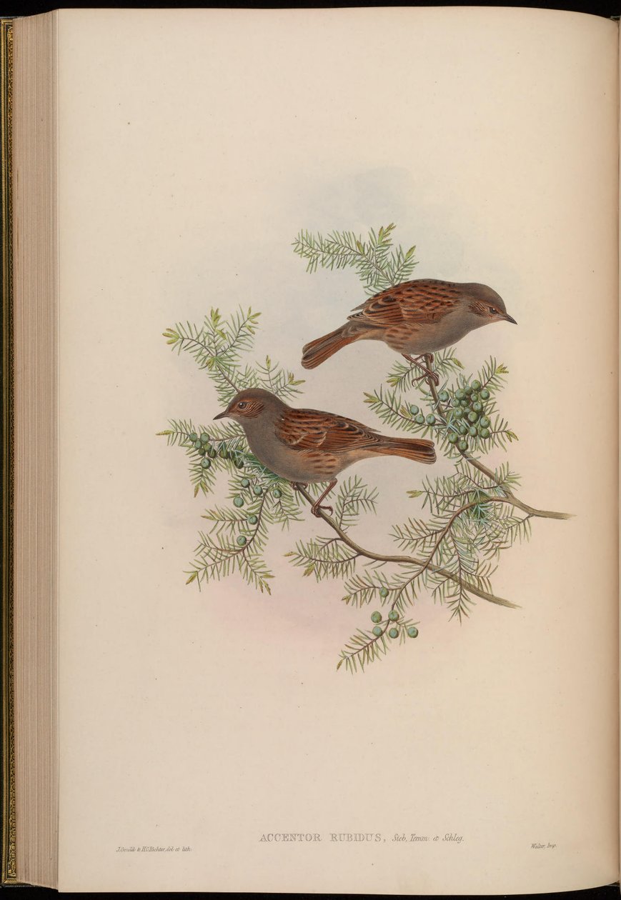 Accentor rubidus = Prunella rubida de John Gould