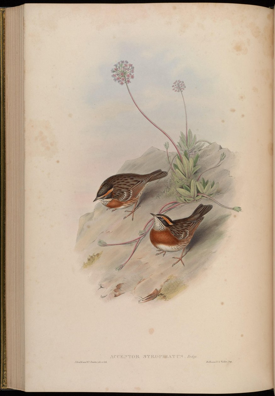 Strophiatus do Accentor = Prunella strophiata de John Gould