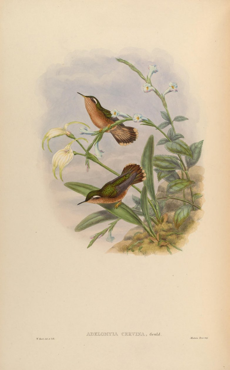 Adelomyia cervina = Adelomyia melanogenys cervina de John Gould