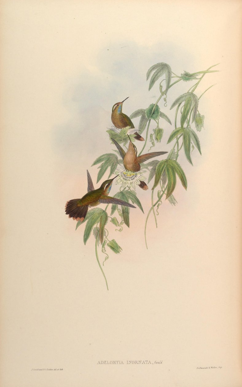 Adelomyia inornata = Adelomyia melanogenys inornata de John Gould