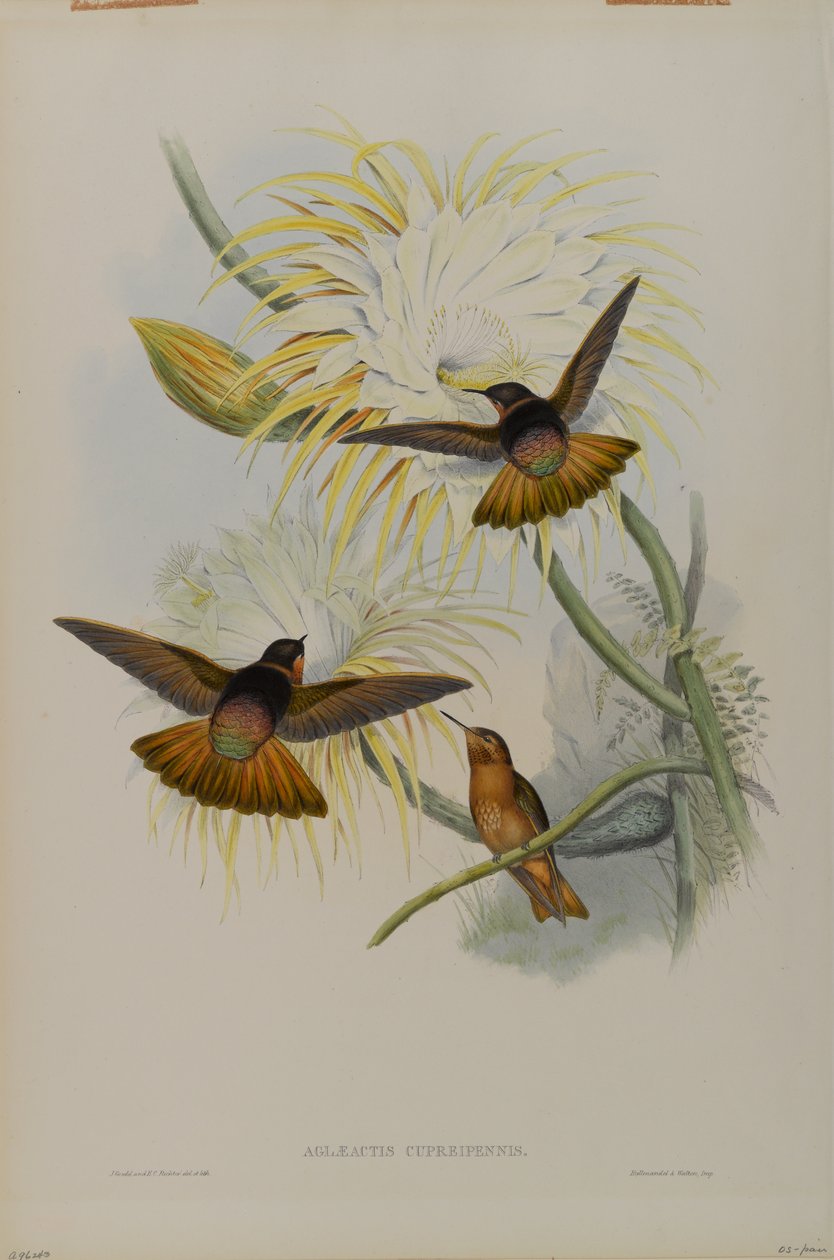 cupreipennis Aglaeactis de John Gould