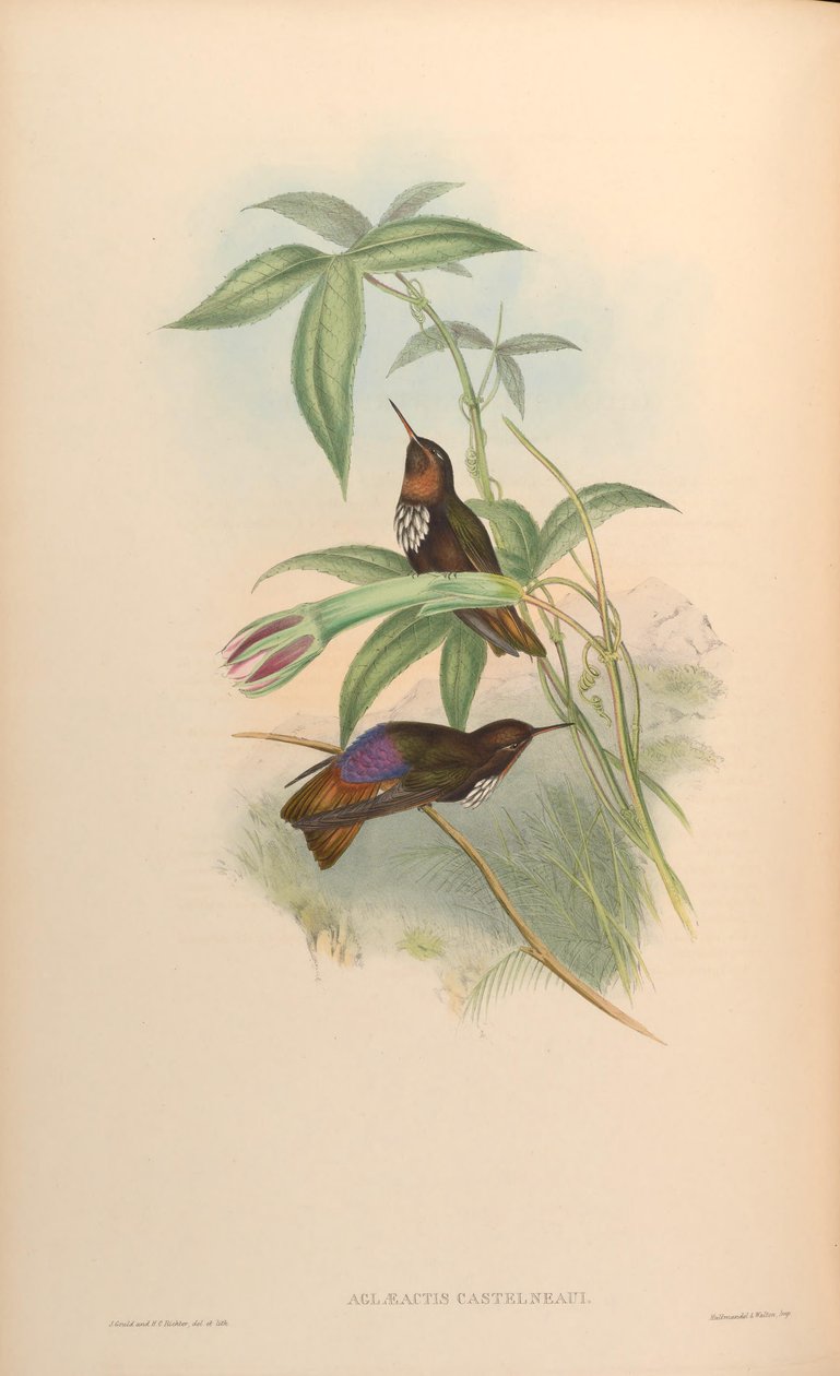 Aglaeactis castelnaui = Aglaeactis castelnaudii (como mencionado no livro em si) de John Gould