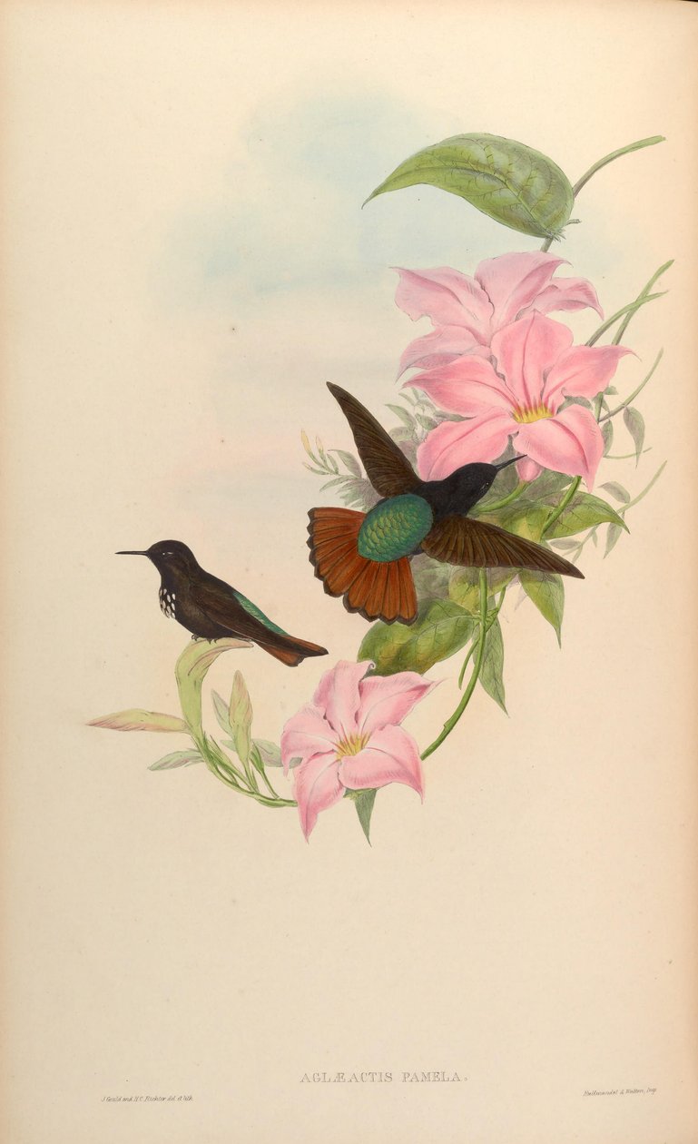 Aglaeactis pamela de John Gould