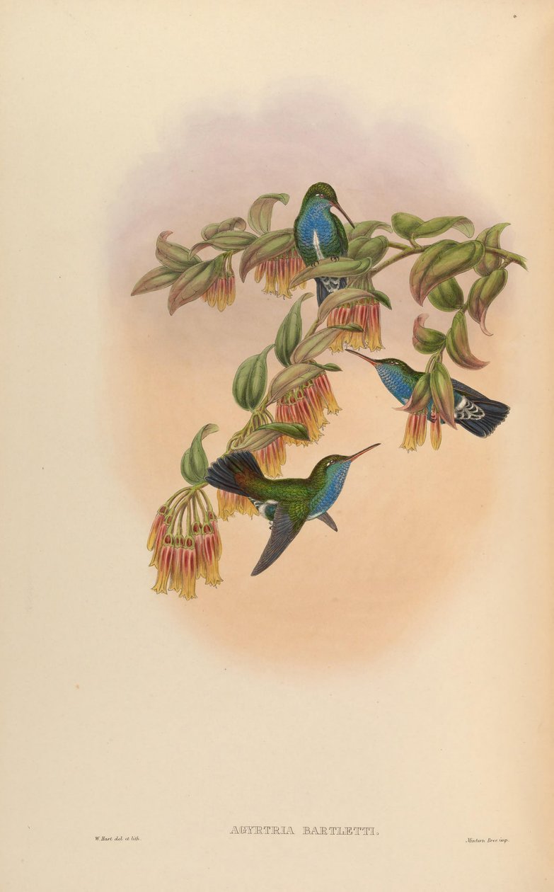 Agyrtria bartletti = Amazilia lactea bartletti de John Gould