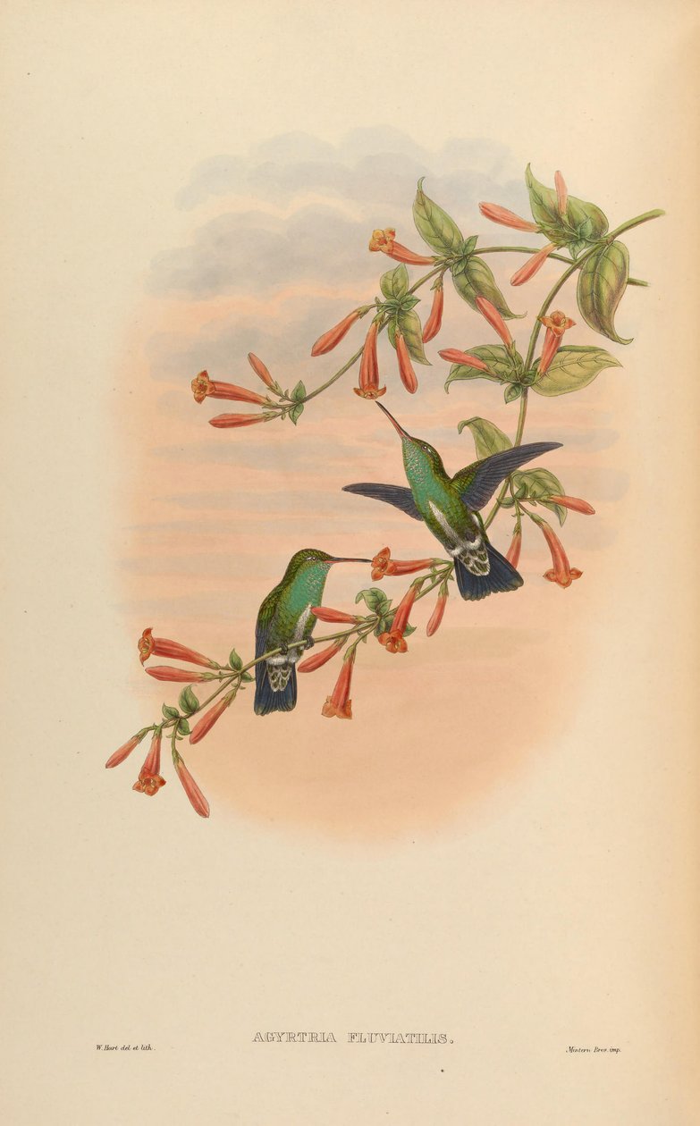 Agyrtria fluviatilis = Amazilia fimbriata apicalis de John Gould