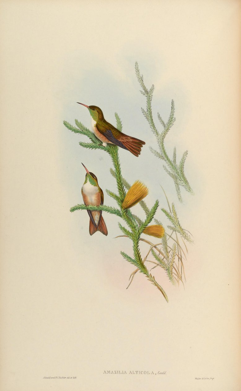 Amazilia alticola = amazilia amazilia alticola de John Gould