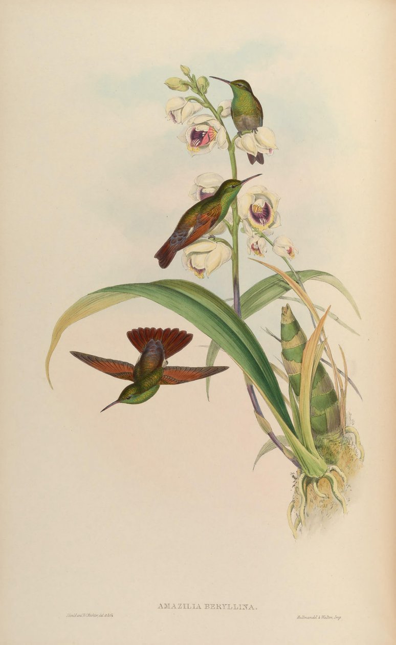 Beryllina Amazilia de John Gould