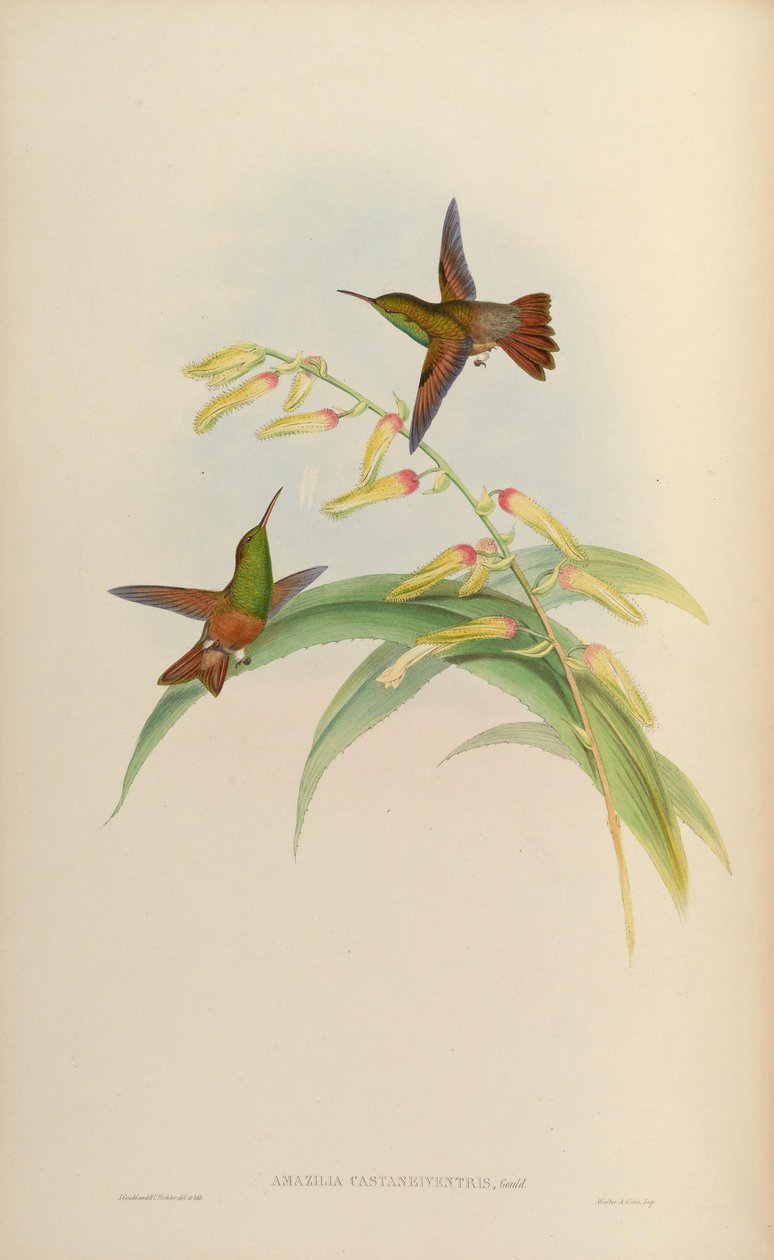 Amazilia castaneiventris de John Gould