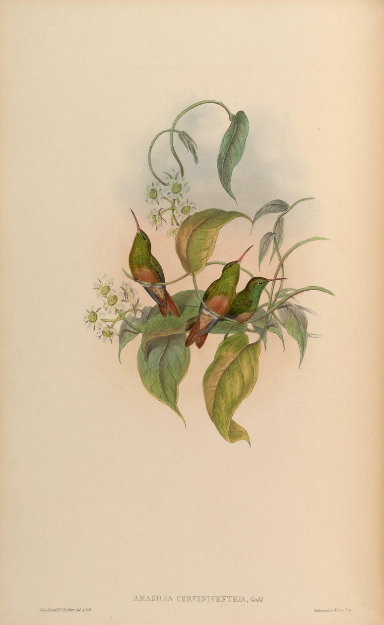 Amazilia cerviniventris = Amazilia yucatanensis cerviniventris de John Gould
