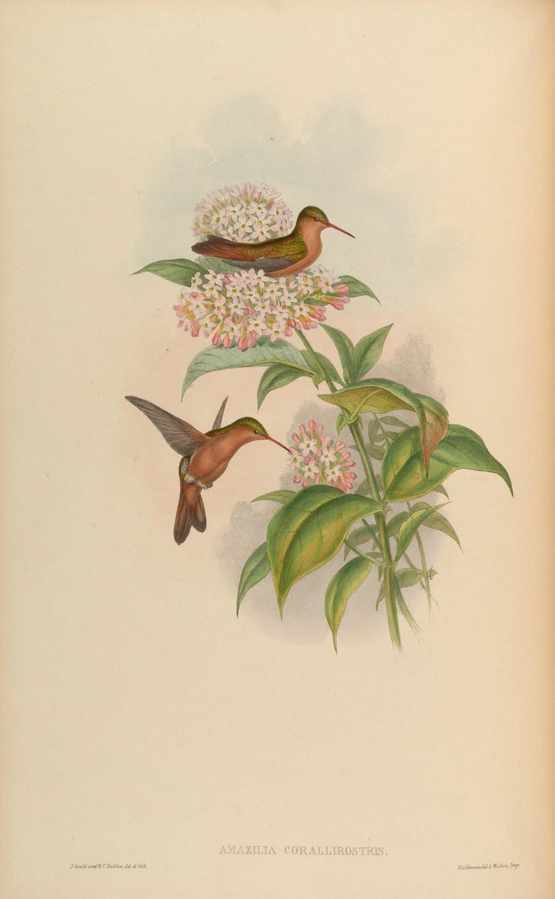 Amazilia corallirostris = amazilia rutila corallirostris de John Gould