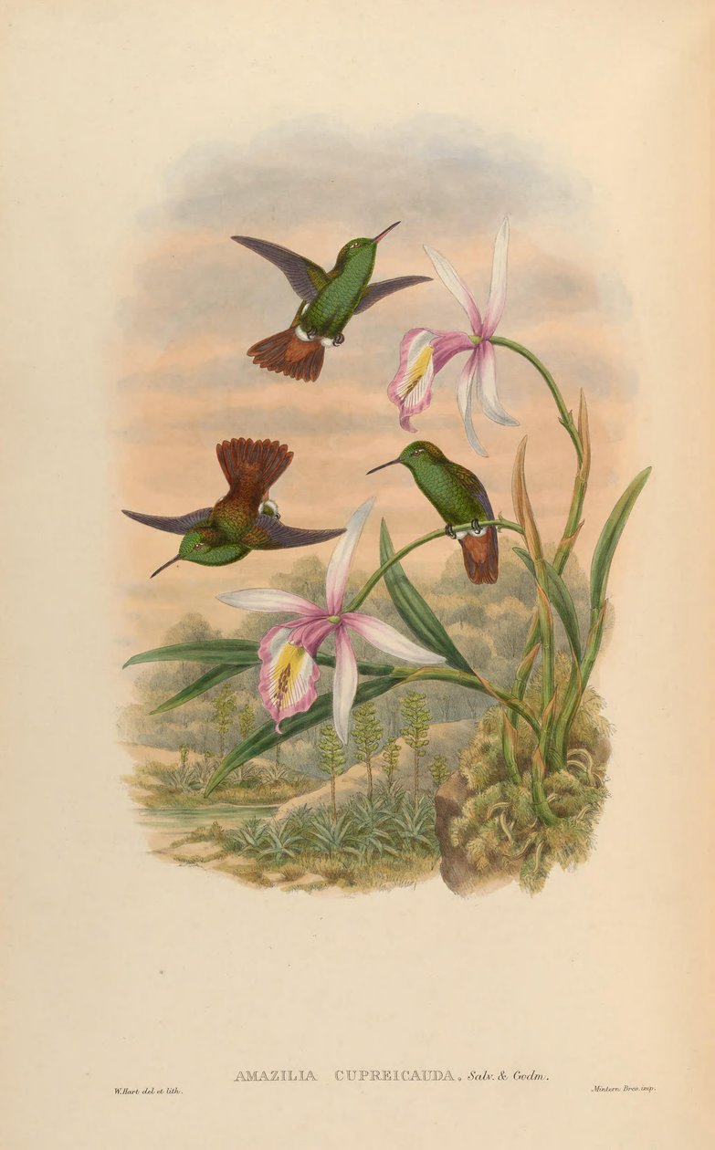 Amazilia cupreicauda = Amazilia viridigaster cupreicauda de John Gould