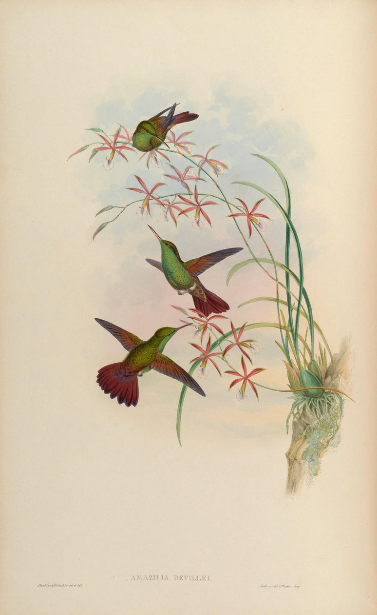 Amazilia devillei = Amazilia beryllina devillei de John Gould