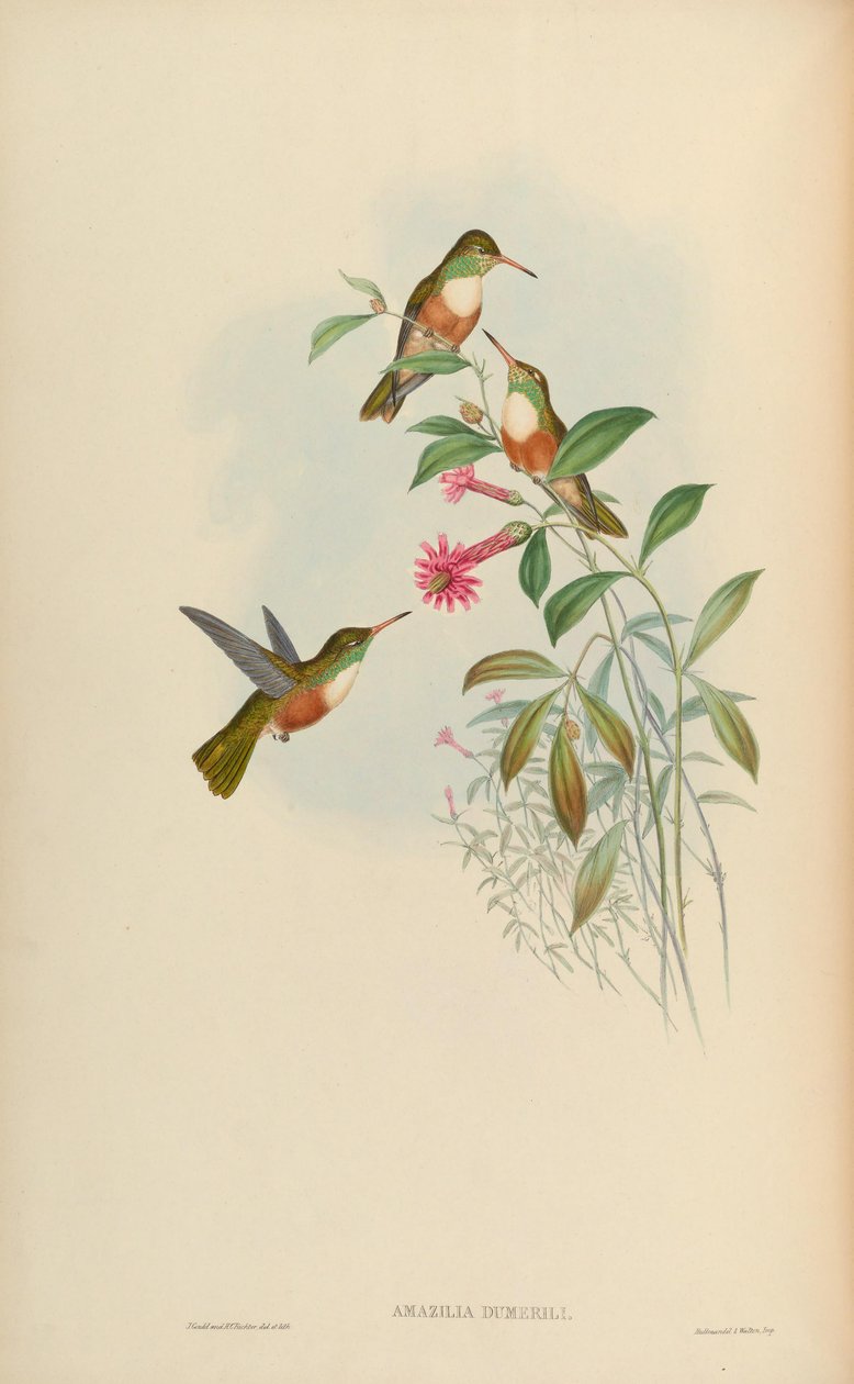 Amazilia dumerili = Amazilia amazilia dumerilii de John Gould
