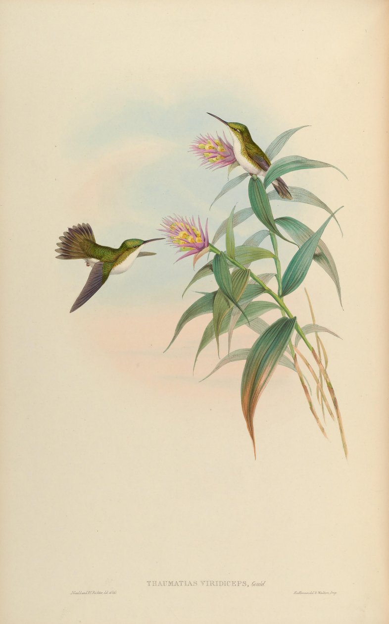 Amaxilia leucogaeter = Amaxilia viridiceps França de John Gould