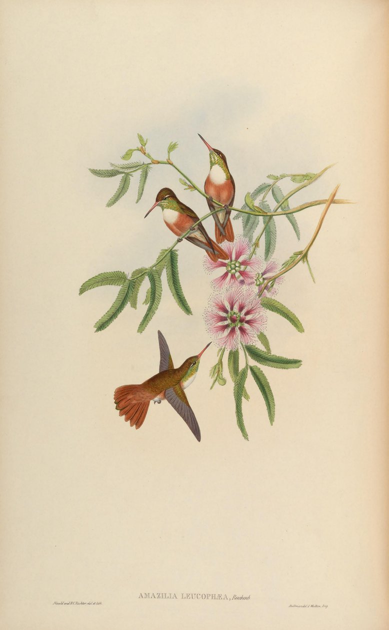 Amazilia leucophaea = Amazilia amazilia leucocephala de John Gould