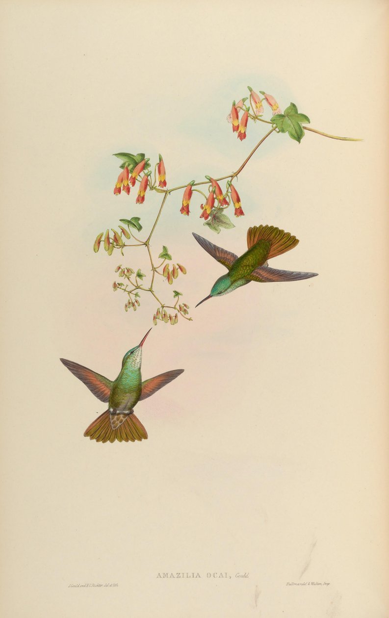 Amazilia ocai = amazilia cyanocephala x amazilia berilina de John Gould
