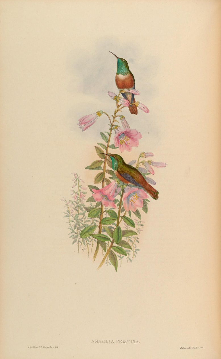 Amazilia pristina = Amazilia amazilia pristina de John Gould