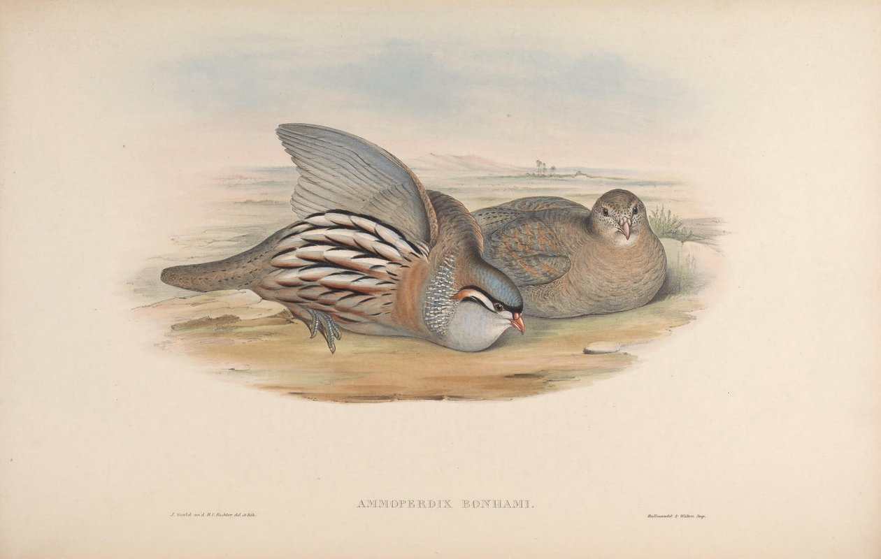 Ammoperdix bonhami = Ammoperdix griseogularis de John Gould