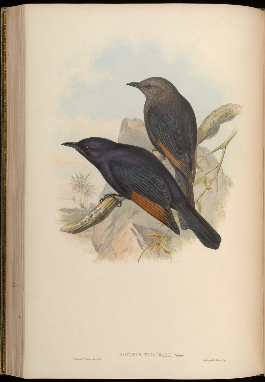 Amydrus tristamii = Onychognathus tristramii de John Gould