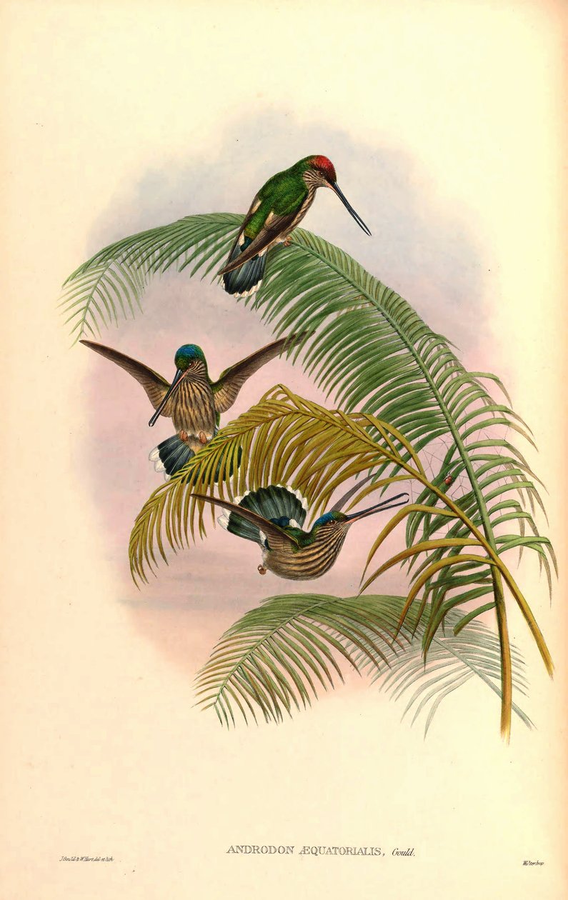 Androdon aequatorialis de John Gould