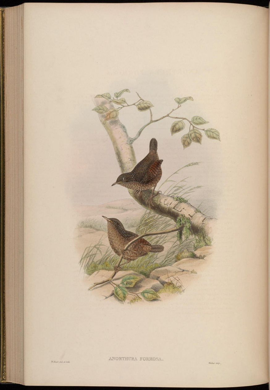 Anorthura belas e encantadoras = Spelaeornis de John Gould