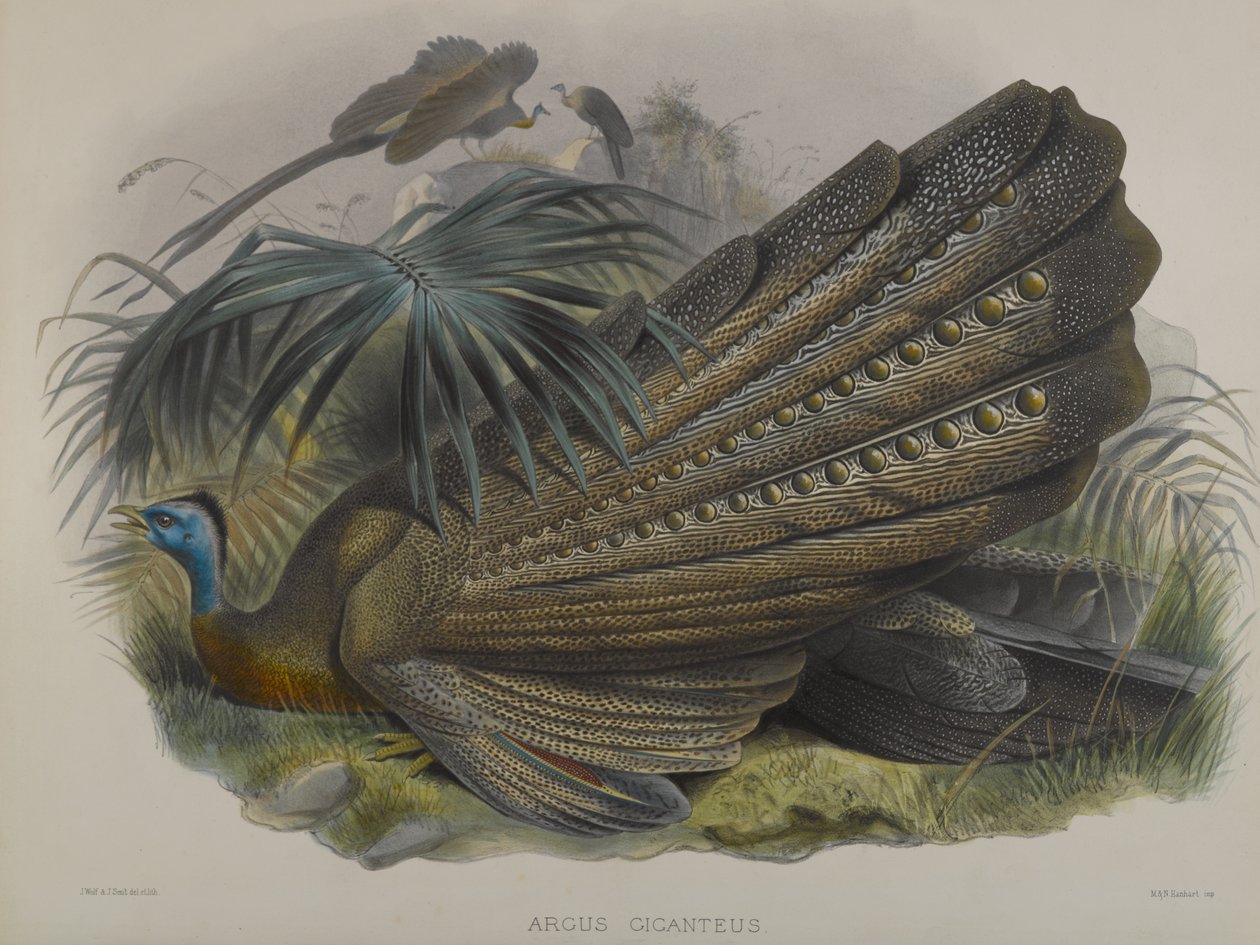 Argus Giganteus: Grande Argus Pheasant de John Gould