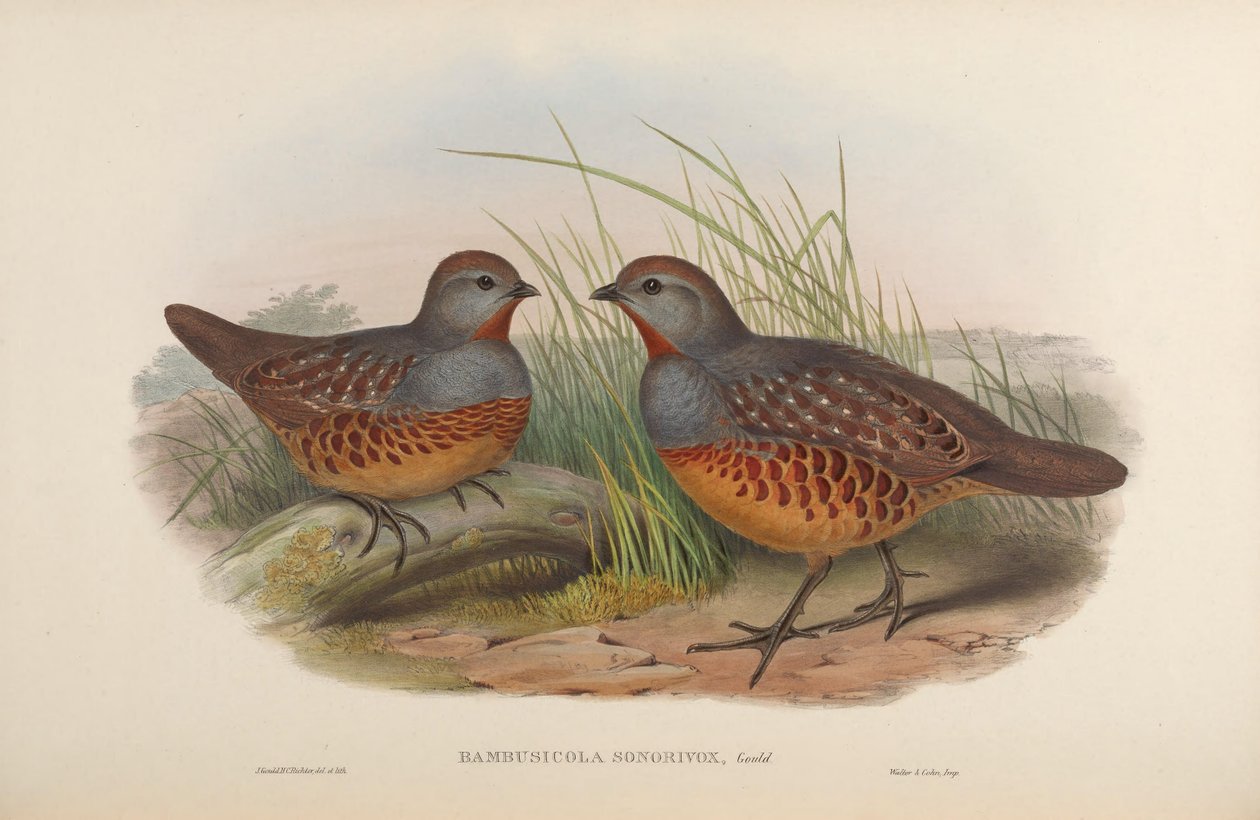 Bambusicola sonorivox = Bambusicola toracicus sonorivox de John Gould