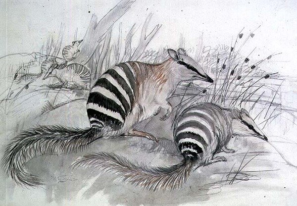 Tamanduá, século XIX (lápis e lavagem) de John Gould