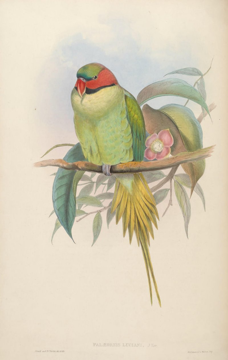 Pássaros da Ásia de John Gould