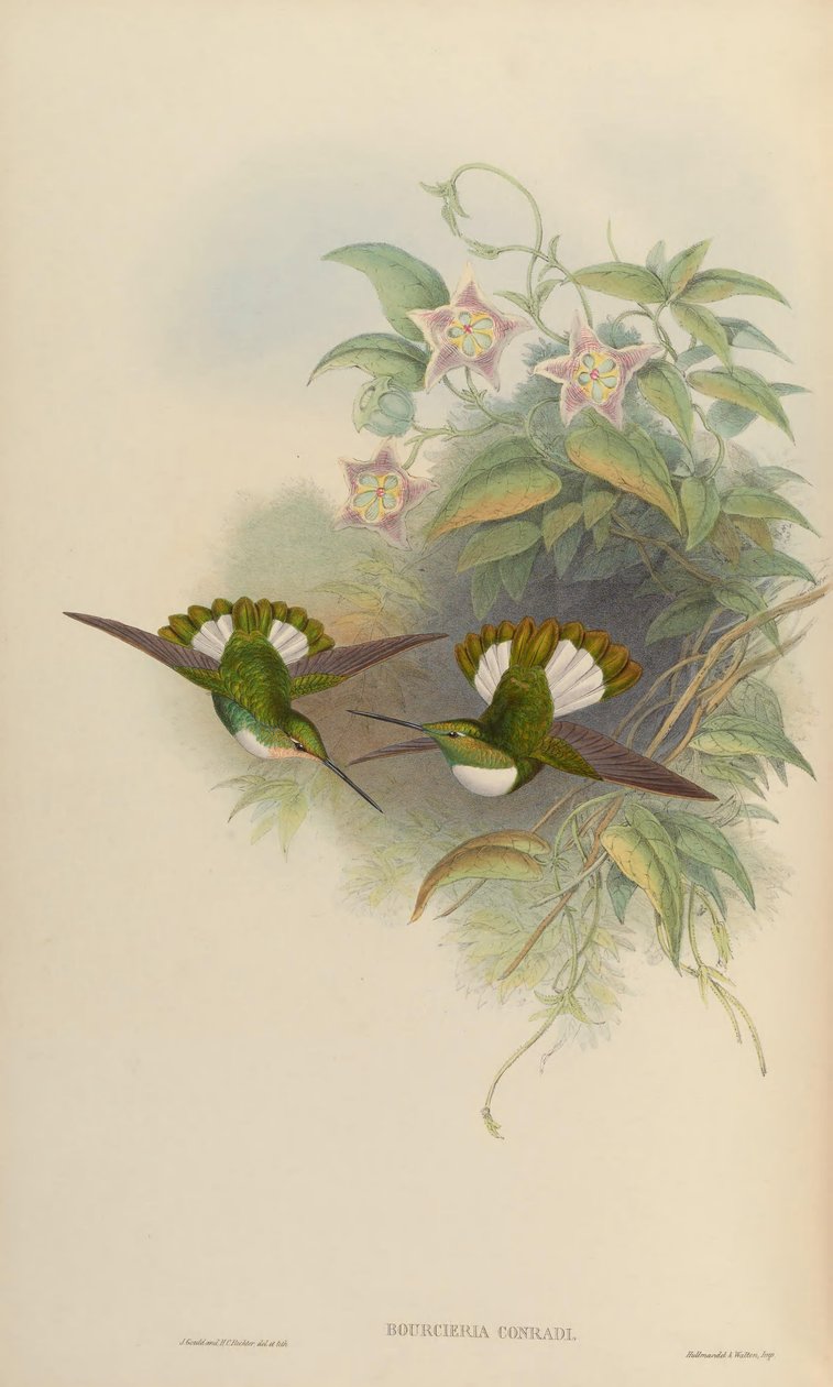Bourciera conradi = Coeligena torquata conradii de John Gould