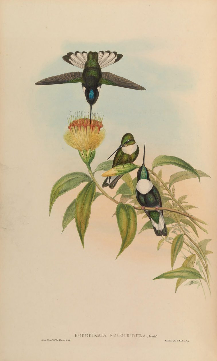 Bourciera fulgidigula = Coeligena torquata de John Gould