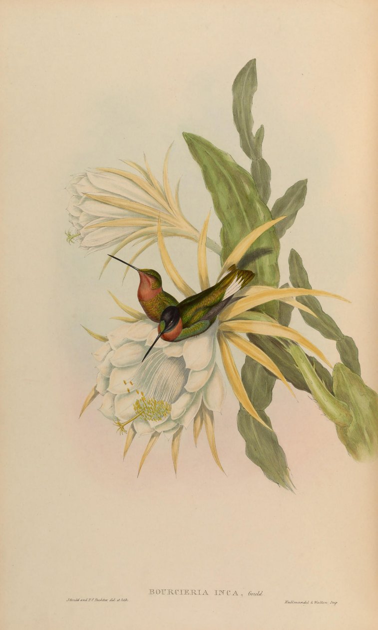 Bourciera inca = Coeligena torquata ainda de John Gould