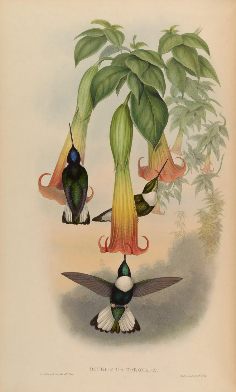Bourciera torquata = Coeligena torquata de John Gould