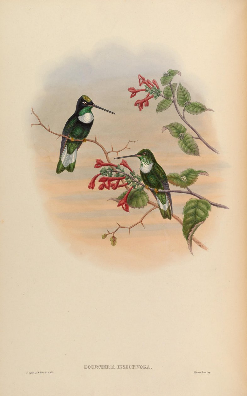 Bourcieria insectivora = Coeligena torquata insectívora de John Gould