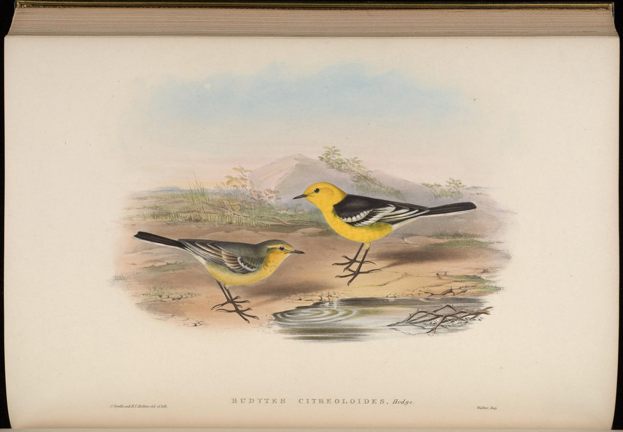 Budytes citreoloides = Citreoloides citrinos de Motacilla de John Gould