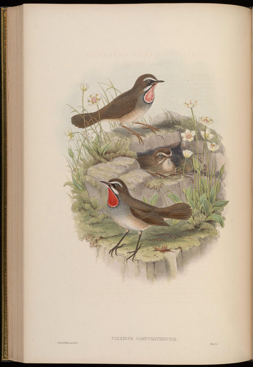Calliope camtschatkensis = Luscinia calliope camtschatkensis [] de John Gould