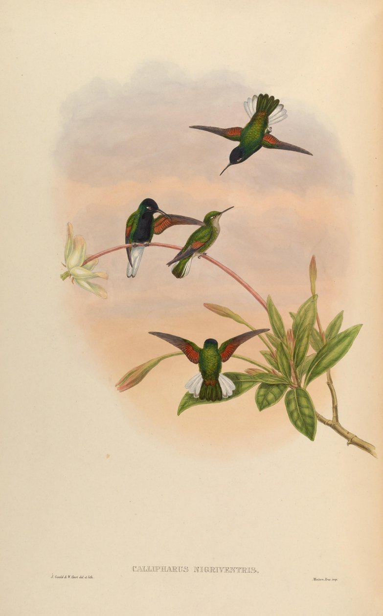 Callipharus nigriventris = Eupherusa nigriventris de John Gould
