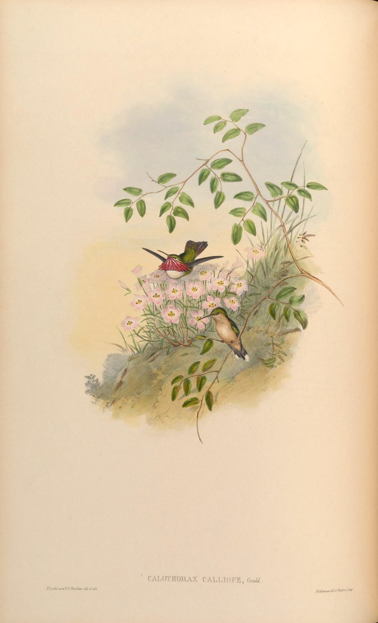 Calliope Calothorax = Calliope Stellula de John Gould