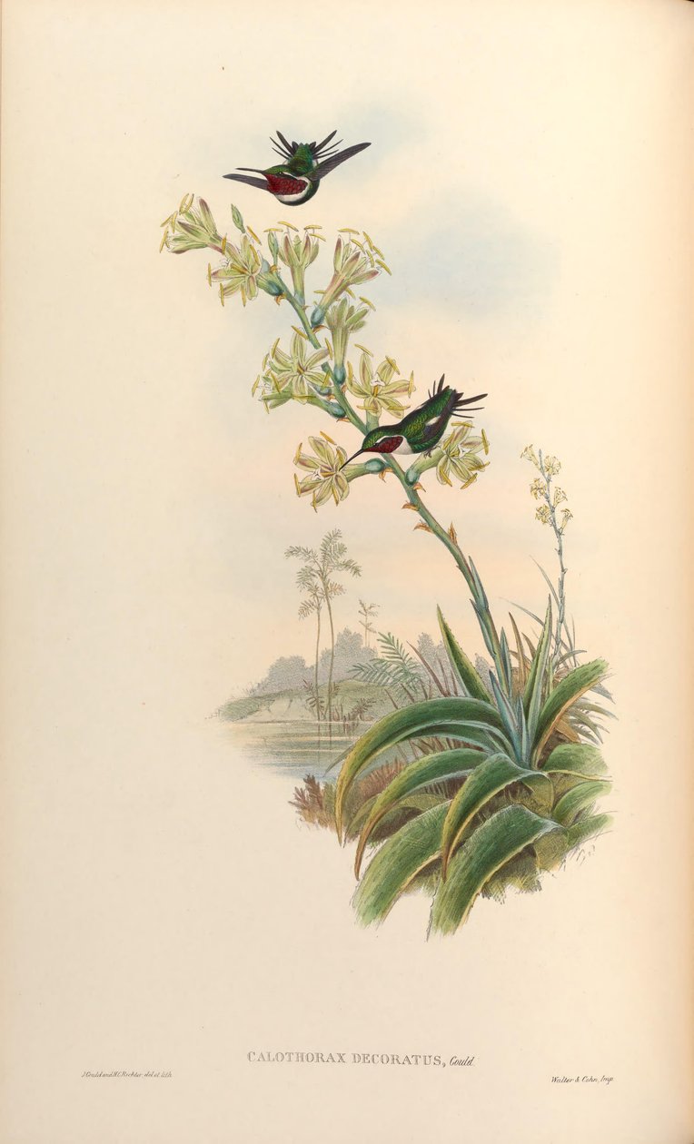decorações Calothorax = Chaetocercus Casey X Ch. heliodor de John Gould