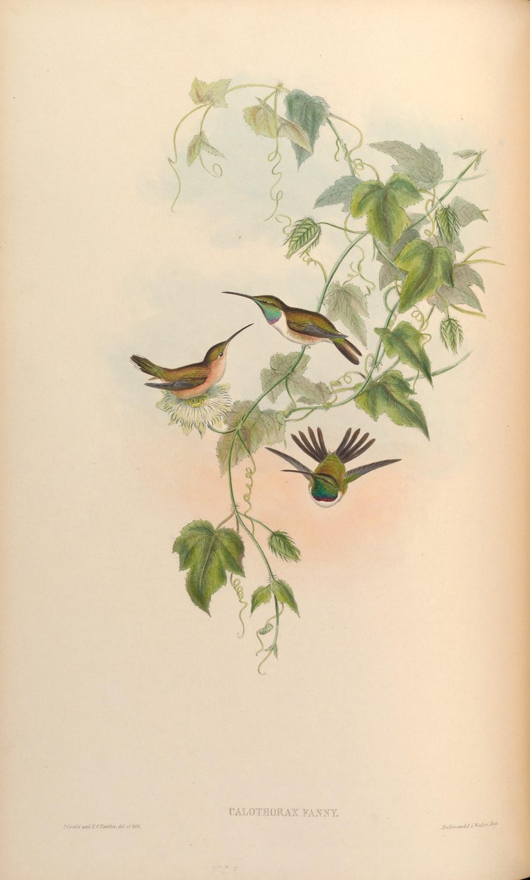Calotórax fanny = Myrtis fanny de John Gould