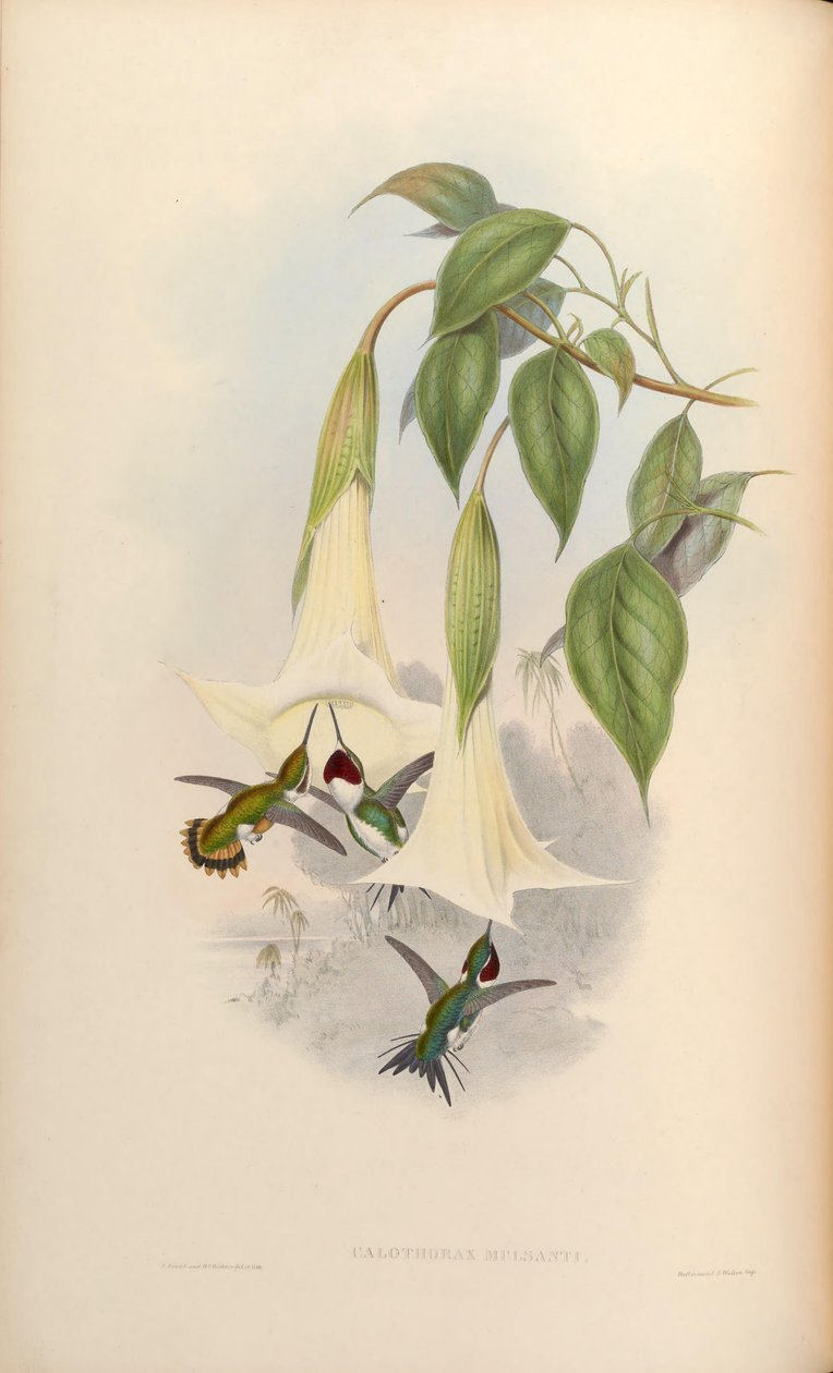 Calothorax mulsanti = Chaetocercus mulsant de John Gould