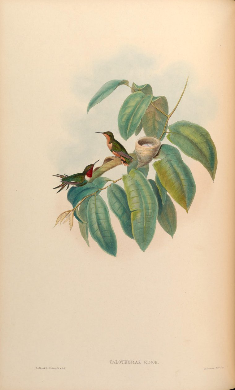 Calothorax rosas rosas = Chaetocercus jourdanii de John Gould