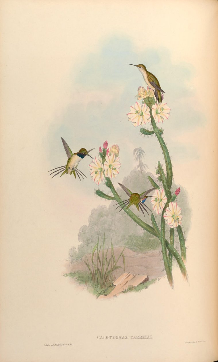 Calothorax yarrelli = Eulidia yarrellii de John Gould