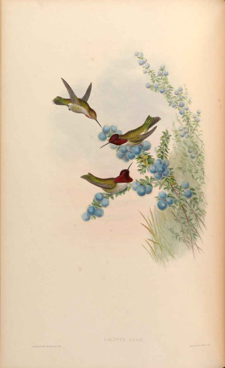 Calypte anna de John Gould
