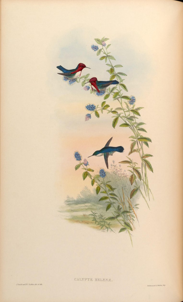 Calypte Helens = Mellisuga helenae de John Gould